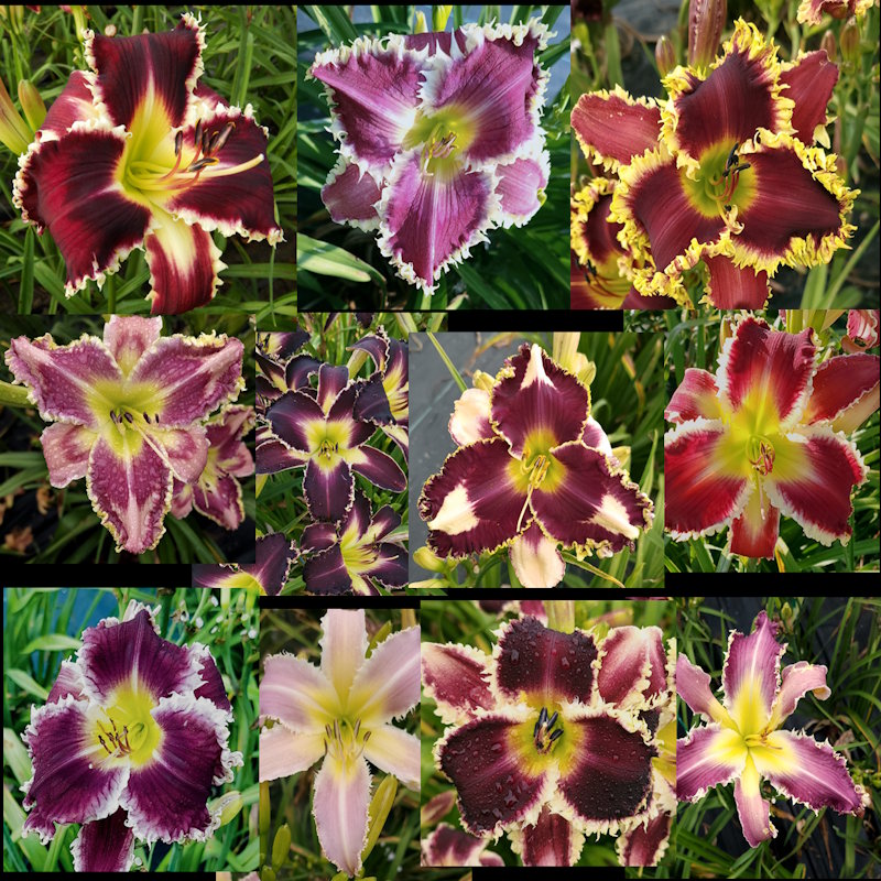 2026 Grossmann Collection 2026 Grossmann Collection